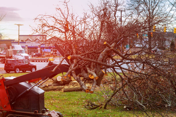 Best Emergency Tree Removal  in Stansbury Park, UT